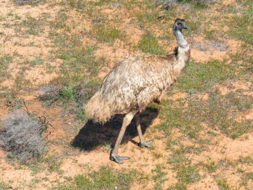 Aerial view of a single emu wandering through semi desert landscape - Australian Stock Image