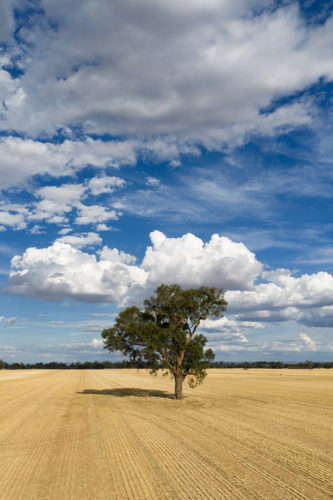 Aerial view of a solitary gumtree in the middle of a dry paddock with puffy white clouds overhead - Australian Stock Image