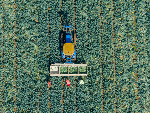 Aerial view of a tractor and workers ina green market garden - Australian Stock Image