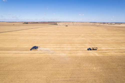 Aerial view of a tractor with trailer moving after combine harvester on the golden field - Australian Stock Image