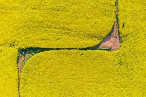 Aerial view of a yellow canola crop in full bloom with fence line patterns