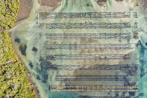 Aerial view of an oyster lease in Tuncurry, showing neatly arranged structures - Australian Stock Image