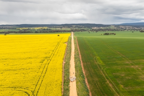 Aerial view of boy on motorbike moving sheep - Australian Stock Image