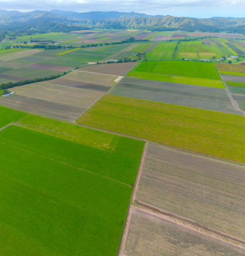 Aerial view of Cane farms between Condong and Murwillumbah - Australian Stock Image