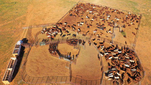 Aerial view of cattle, cattle yards and truck - Australian Stock Image