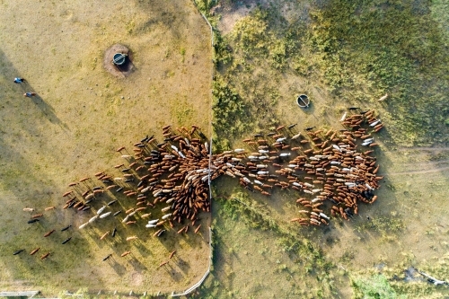 Aerial view of cattle funnelling out of cattle yards. - Australian Stock Image