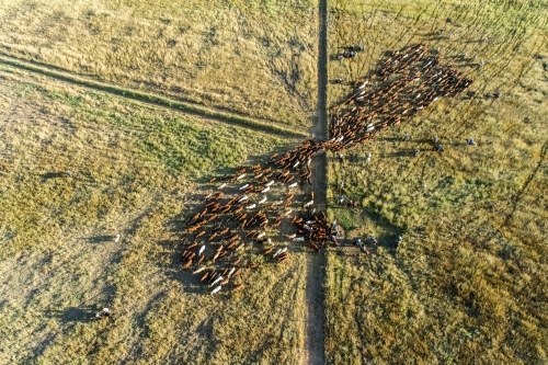 Aerial view of cattle funnelling through a gate in lush pasture.
