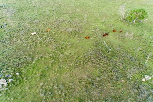 Aerial view of cattle in a paddock. - Australian Stock Image