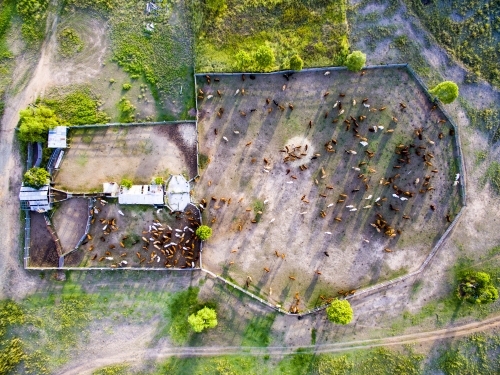 Aerial view of cattle in cattle yards - Australian Stock Image