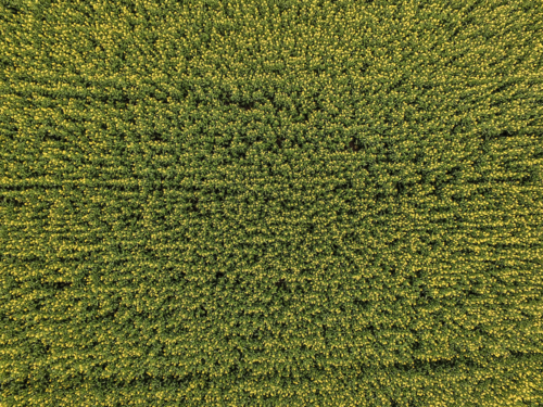 Aerial view of dense yellow flowering canola farm - Australian Stock Image