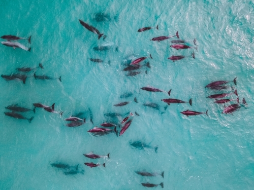 Aerial view of dolphin pod swimming - Australian Stock Image