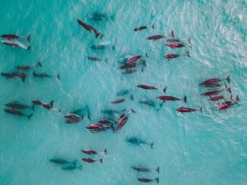 Aerial view of dolphin pod swimming