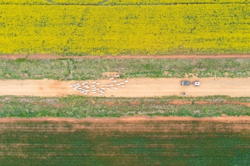 Aerial view of farm vehicles behind sheep