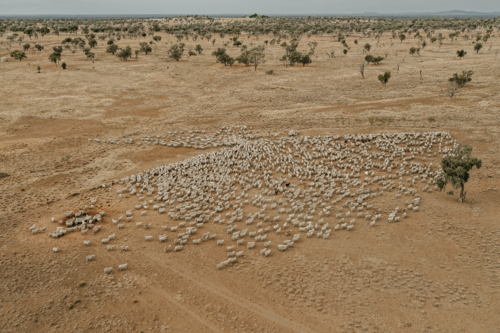Aerial view of flock of sheep gathered on a dry open field - Australian Stock Image