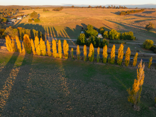 Aerial view of golden poplar trees catching golden evening sunshine and casting shadows on farmland - Australian Stock Image