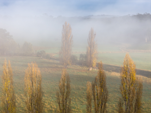 Aerial view of golden poplars trees on foggy farmland - Australian Stock Image