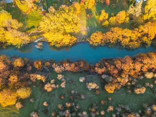 Aerial view of golden trees lining the banks of a river in Autumn