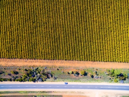 Aerial view of grape vines in autumn colours - Australian Stock Image