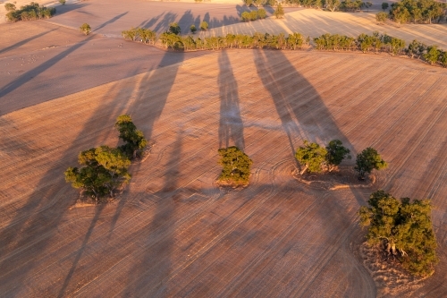 Aerial view of gum trees casting long shadows across dry farmland - Australian Stock Image