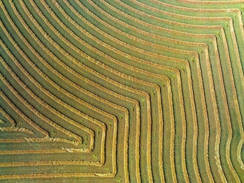 Aerial view of harvester lines and patterns in a rural paddock - Australian Stock Image
