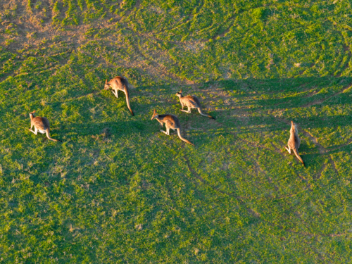 Aerial view of kangaroos in a green pddock in golden sunshine at Moama - Australian Stock Image