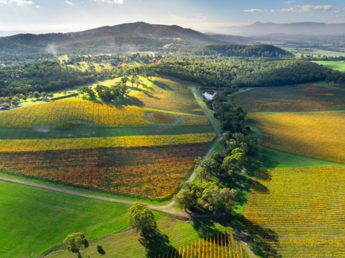 Aerial view of late sunshine on golden vineyards in a mountain valley - Australian Stock Image