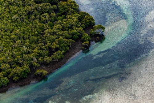 aerial view of mangroves and trees near channels