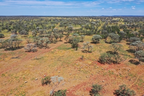 Aerial view of merino sheep in paddock - Australian Stock Image