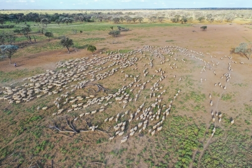 Aerial view of mob of merino sheep in wet paddock - Australian Stock Image