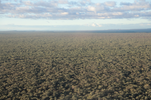 Aerial view of mulga forest - Australian Stock Image