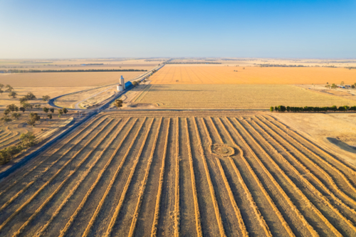 Aerial view of neatly arranged rows of harvested wheat crops. - Australian Stock Image