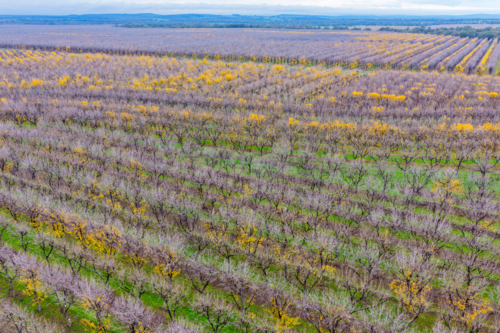 Aerial view of orderly rows of pecan trees in a productive orchard at Biniguy, NSW. - Australian Stock Image