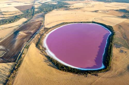 Aerial view of Pink Lake's vivid pink water contrasting with golden farmland. - Australian Stock Image