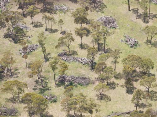 Aerial view of scattered gum trees amongst piles of fallen trees