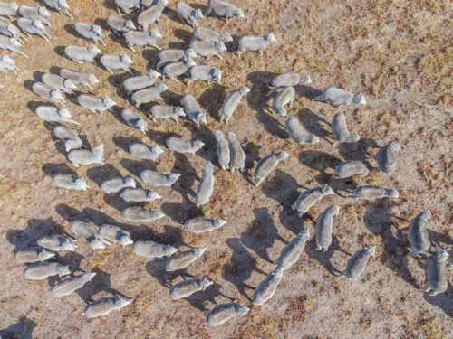 Aerial view of Sheep in a drought affected paddock - Australian Stock Image
