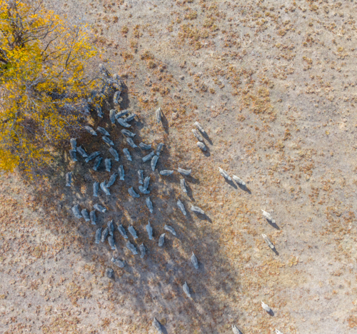 Aerial view of Sheep in a drought affected paddock - Australian Stock Image