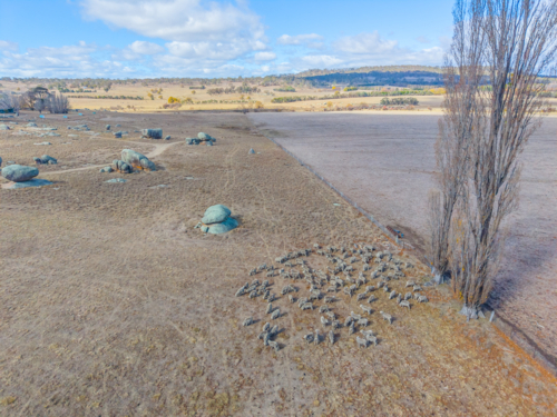 Aerial view of Sheep in a drought affected paddock - Australian Stock Image