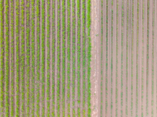Aerial view of Sugar Cane Farm - Australian Stock Image