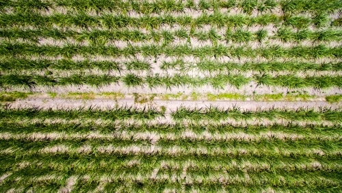 Aerial view of sugarcane plants growing on a farm on the Sunshine Coast of Queensland - Australian Stock Image
