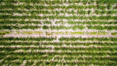 Aerial view of sugarcane plants growing on a farm on the Sunshine Coast of Queensland