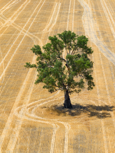 Aerial view of wheel tracks going around a single gum tree in the middle of a dry paddock - Australian Stock Image
