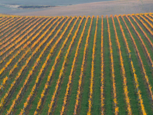 Aerial view over rows of grapevines with golden leaves in a hillside vineyard - Australian Stock Image
