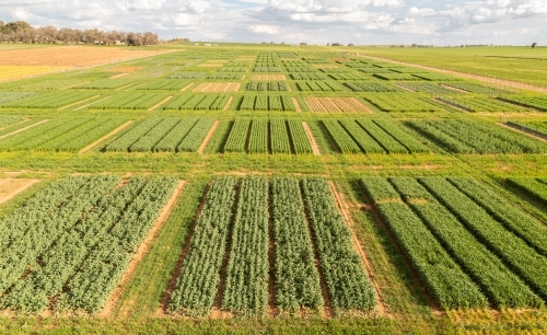 Aerial views of crop trials - Australian Stock Image