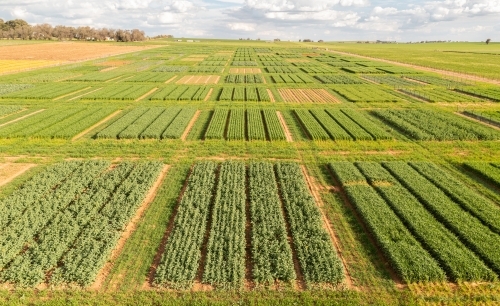 Aerial views of crop trials