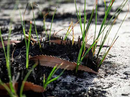 After the bushfire new growth and fresh shoots appear in blackened soil - Australian Stock Image