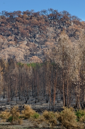 After the fire - Australian Stock Image