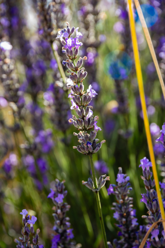 Afternoon light on purple lavender - Australian Stock Image