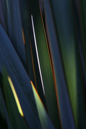 Afternoon sun on flax plant - Australian Stock Image