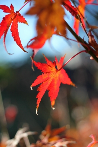 Afternoon sun on red maple leaf - Australian Stock Image