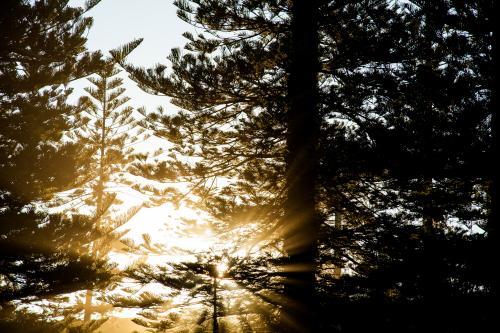 Afternoon sunlight streaming through branches of a tall pine tree - Australian Stock Image